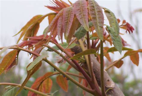 樁樹|香椿 Toona sinensis